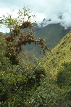 camino de los incas