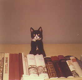 Kater