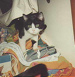 Kater