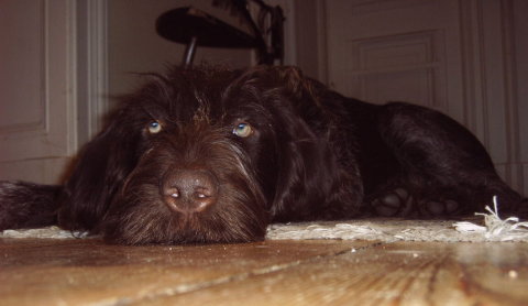 Ajax