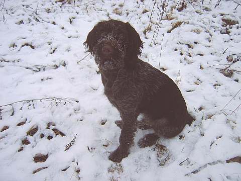 Ajax