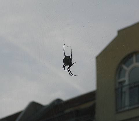 Spinne border=