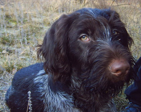 Ajax