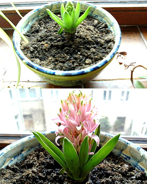 Blume