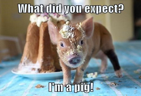 pig