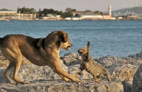 cat vs. dog