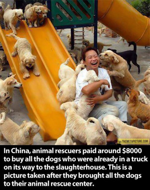 Ping An A Fu stray animal rescue