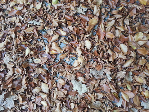 leaves