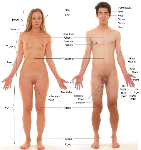 nudity