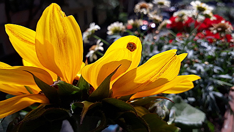 sonnenblume