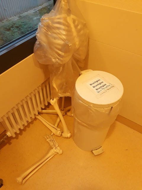 bones