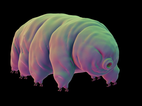 tardigrade