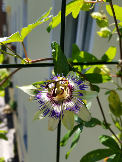 passionsblume