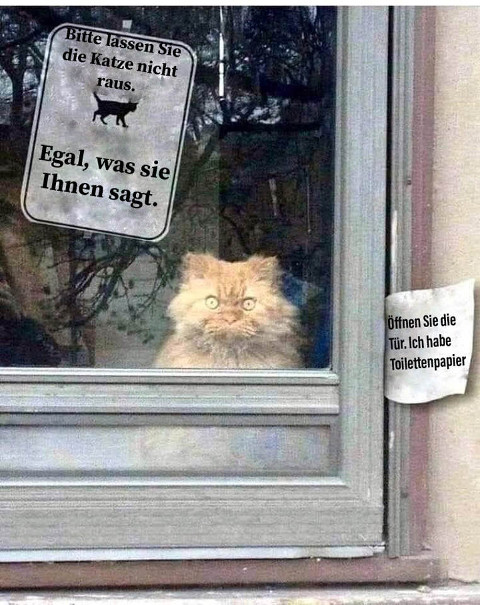 katze