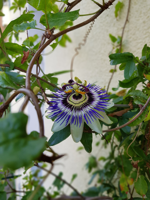 passionsblume