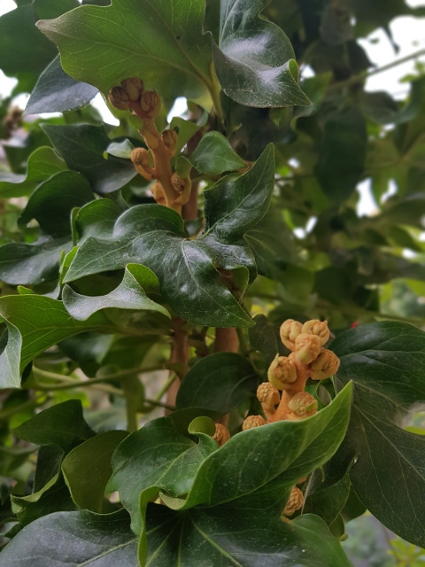 baumefeu hedera helix l
