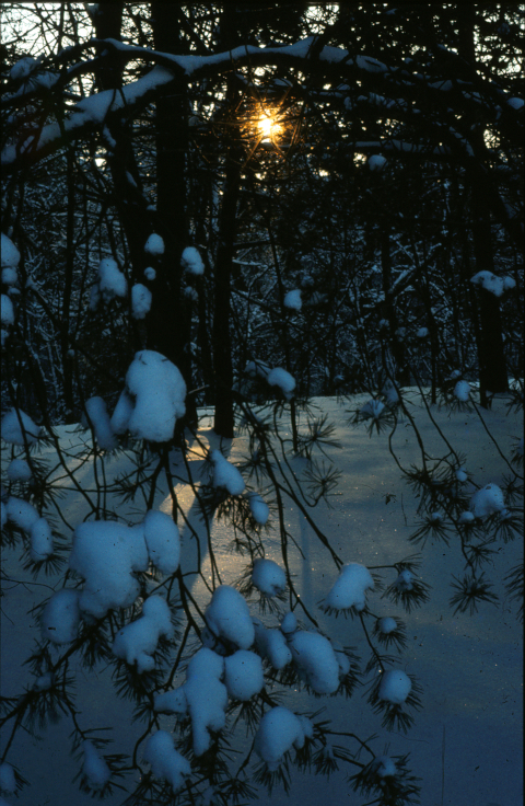 wald