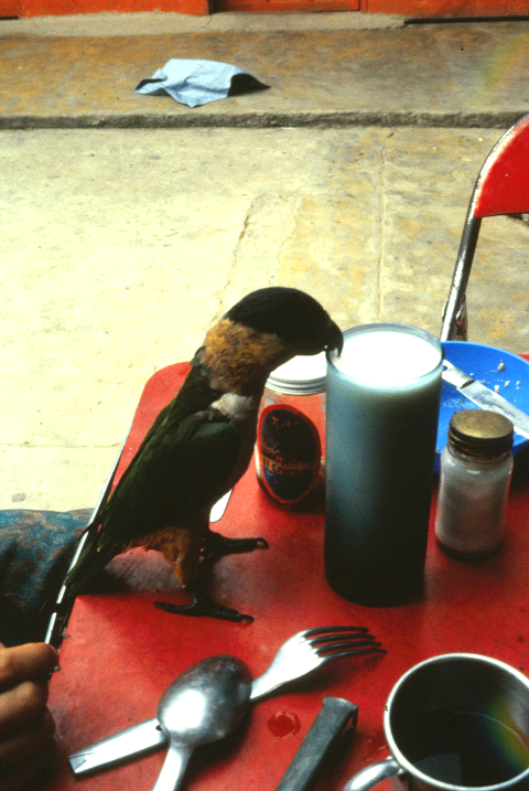 bird drinking