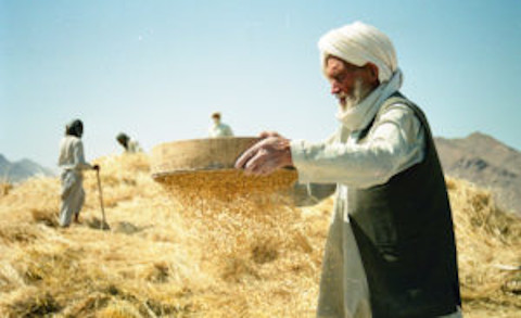 peasants afghanistan