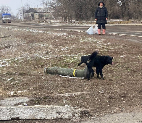 dog of war