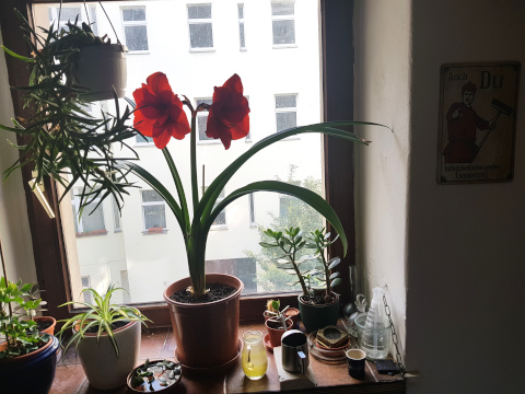 hippeastrum