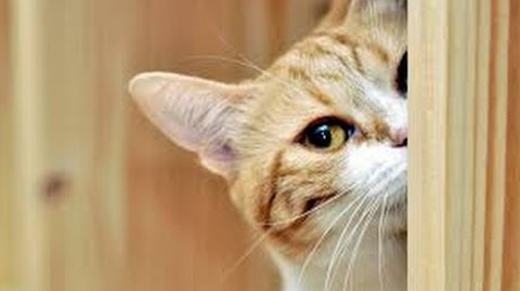 sceptic cat