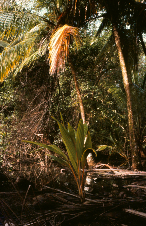 selva caribeña