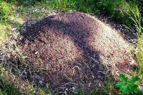 anthill