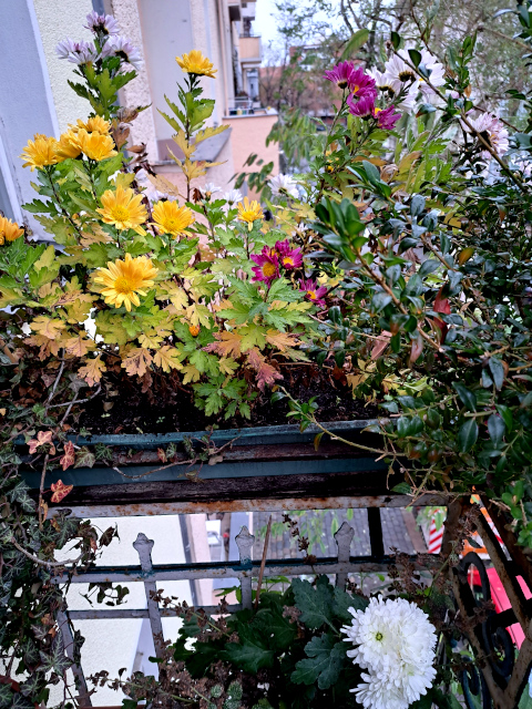 balkonblumen
