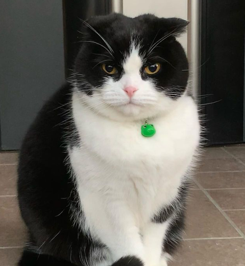 cat