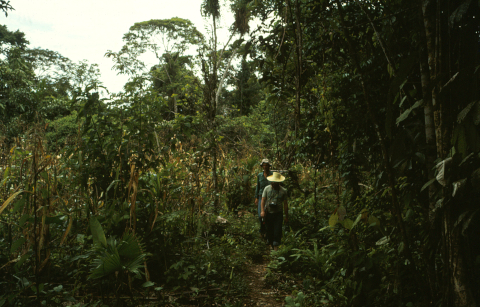 jungle ecuador
