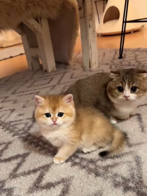 cats