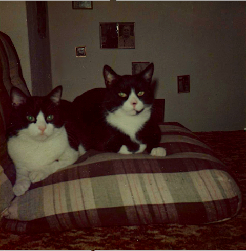 cats