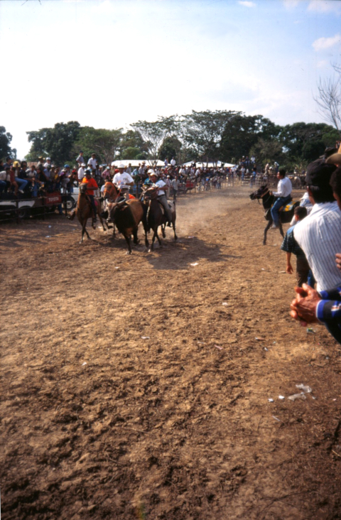 palmarito