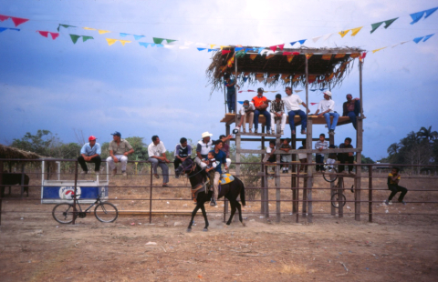 palmarito