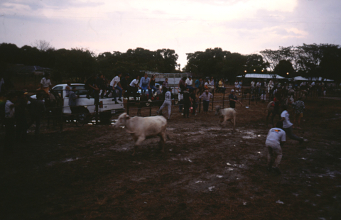 palmarito