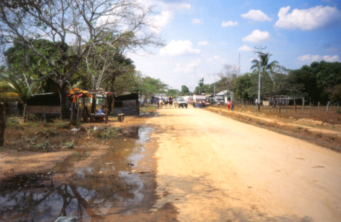 palmarito