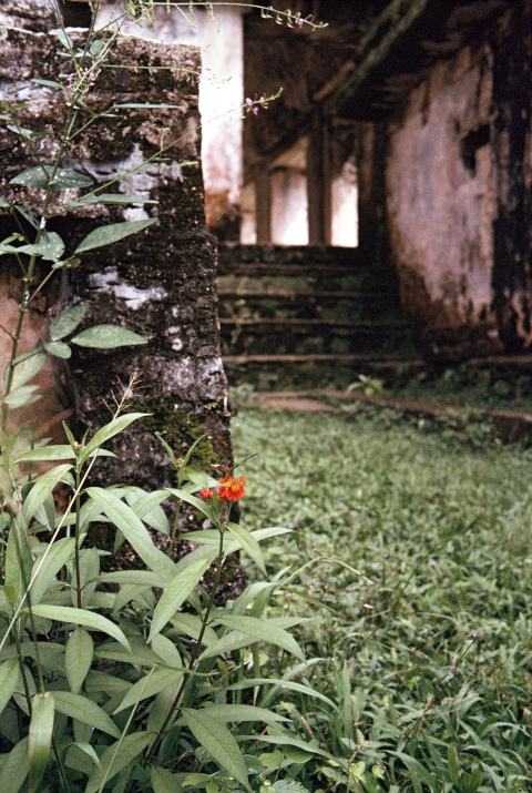 palenque