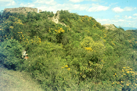 monte alban