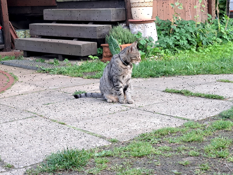 cat