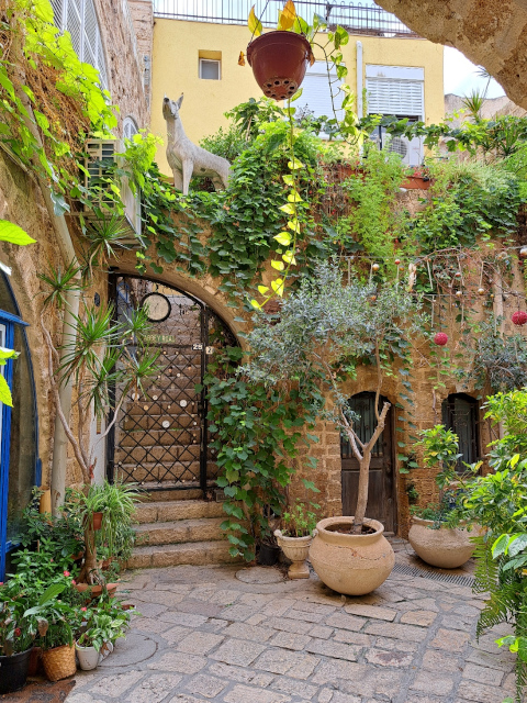 old jaffa