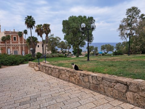 old jaffa