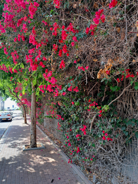 Haifa