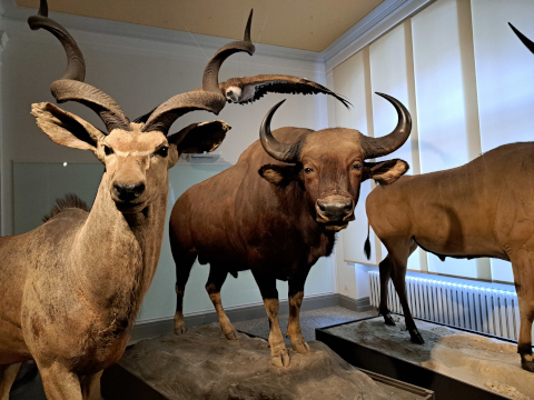 naturkundemuseum