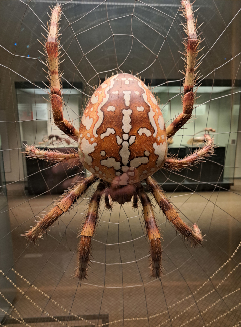 naturkundemuseum