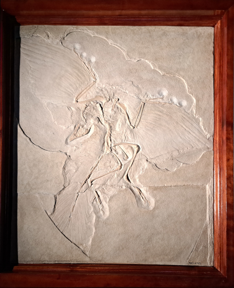 Archaeopeteryx