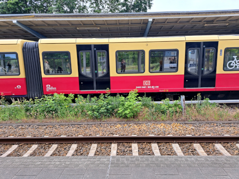 Bernau
