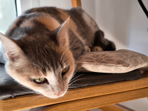 cat