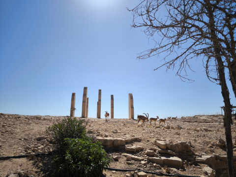 Mizpe Ramon Ibex