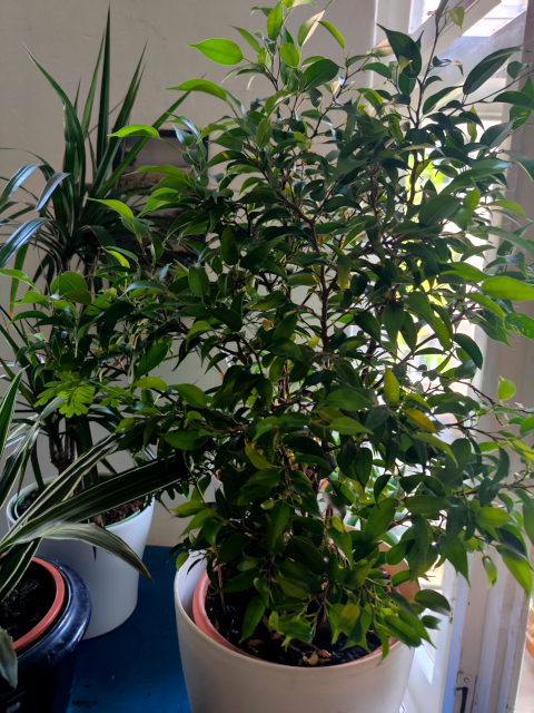Drachenbaum
